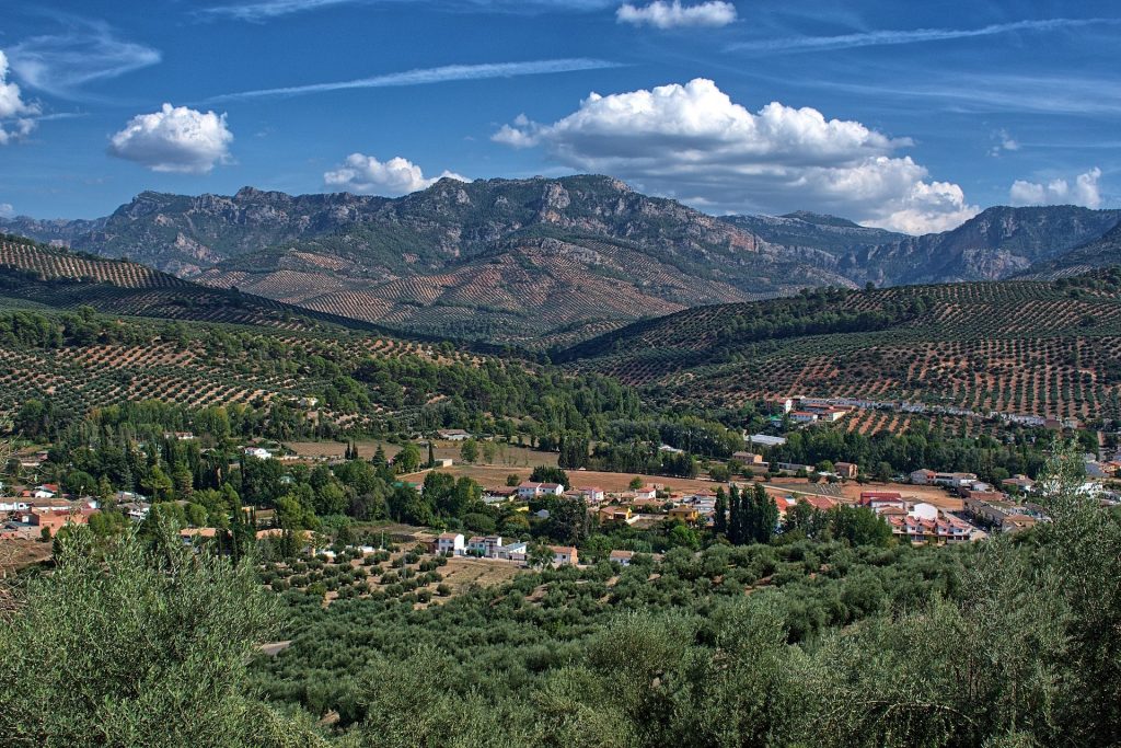 Lee más sobre el artículo Nuestra cultura, el Olivar