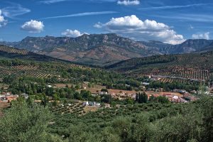 Read more about the article Our culture, the Olive Grove