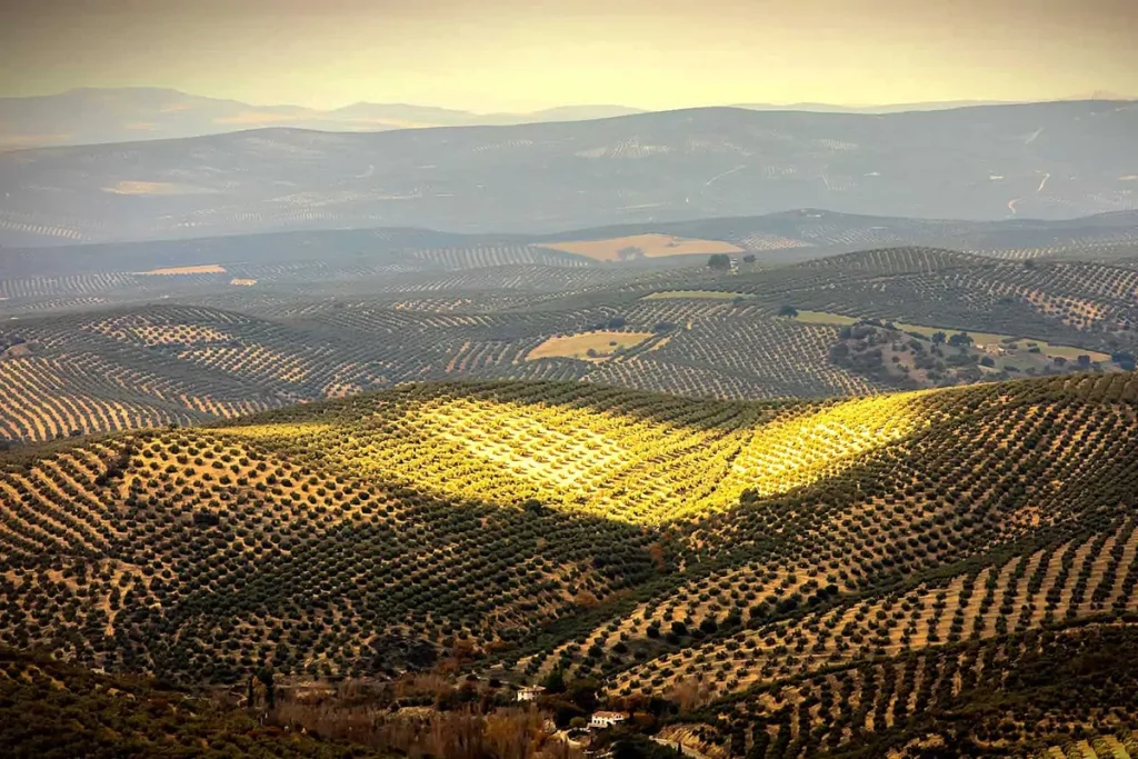 Lee más sobre el artículo Tiempo de Olivos: redescubriendo el olivar como experiencia vivencial en Sierra de Cazorla