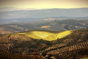 Lee más sobre el artículo Tiempo de Olivos: redescubriendo el olivar como experiencia vivencial en Sierra de Cazorla